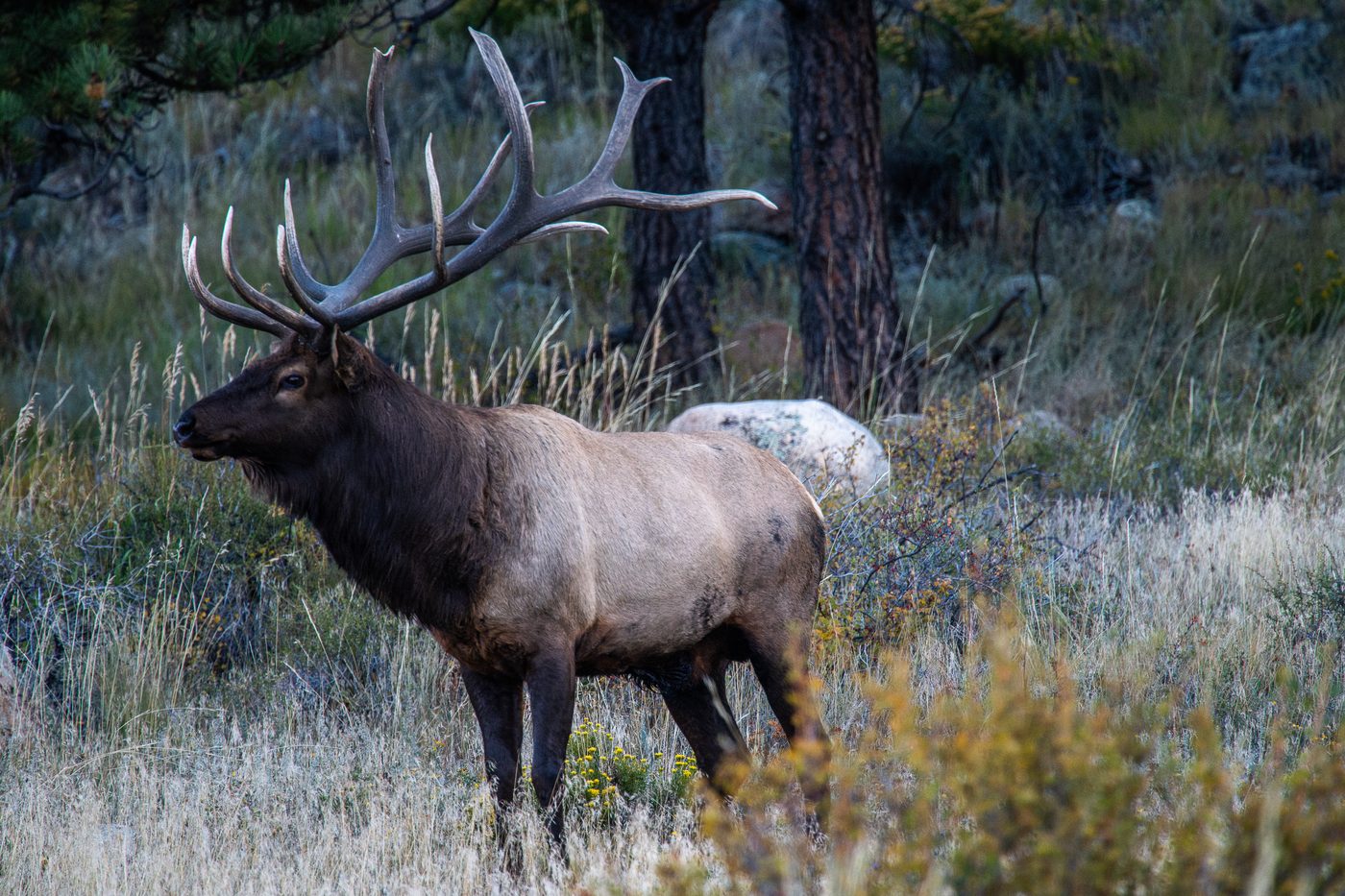 Bull elk