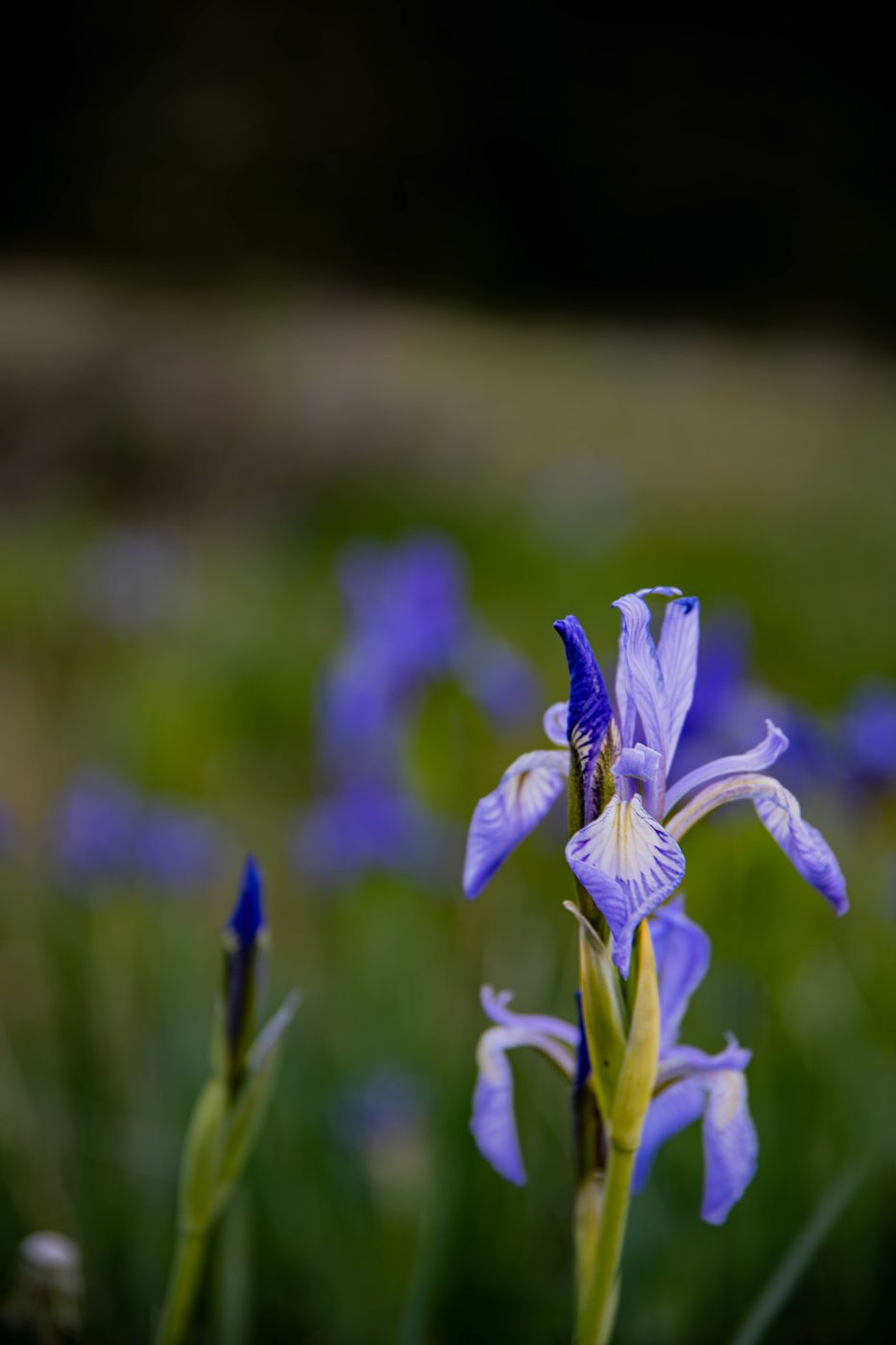 Wild Iris at Dusk